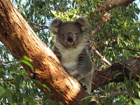 Bonny Sarge the koala